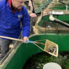 В 2023 году в Онегу выпущено рекордное количество молоди лососевых