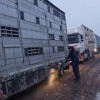 Новая партия племенных нетелей поступила в отделение молочного комплекса «Октябрь» ООО «Молко»