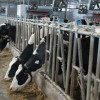 АО «Ваганово» запустило роботизированный комплекс по производству молока