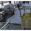 «Брянский сад» запустил в работу новый комплекс по сортировке яблок