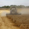 В Краснодарском крае достигнута рекордная урожайность пшеницы