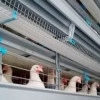 На Канашской птицефабрике в Чувашии после реконструкции ввели в эксплуатацию новый птичник