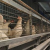 На Чукотке запущена новая птицефабрика