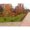 В алмазной столице Якутии после реконструкции открыли ботанический сад