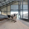 ООО «Юлдош» открыло роботизированную ферму на 150 голов в Удмуртии