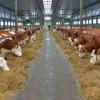 В Шарканском районе Удмуртии запустили новую ферму на 600 голов