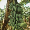 Бананы в России стремятся к статусу сельхозпродукции