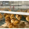 На Лакинской птицефабрике во Владимирской области открылся новый птичник для молодняка