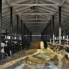 Во Владимирской области запущен молочный комплекс на 1200 голов КРС