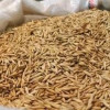 Из Калининградской области в ОАЭ отправлено 2,4 тысячи тонн продовольственного овса