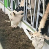 В Новгородской области открыт телятник на 250 голов