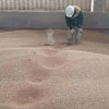 Из Калининградской области в ОАЭ отгружено 5,2 тысячи тонн продовольственной пшеницы