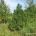 Greengrass