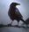 huginn