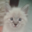 syron